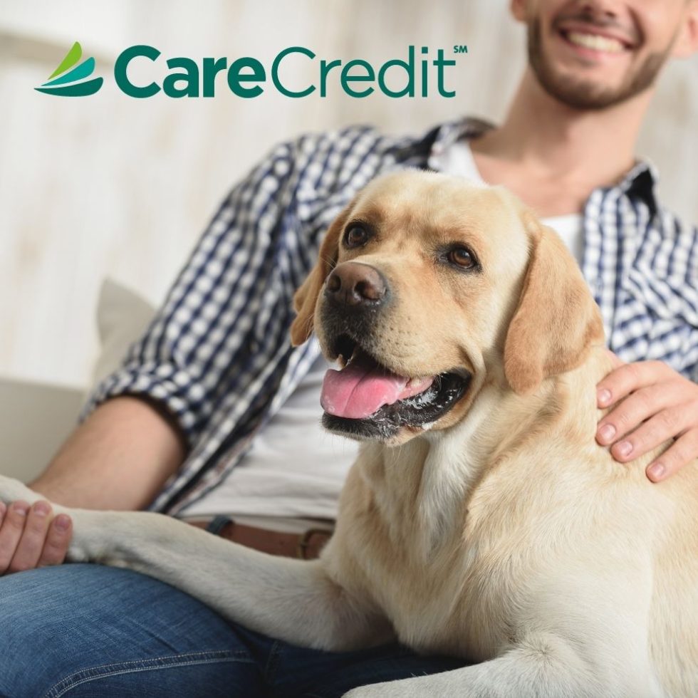 Payment Options For Vet Care Divine Veterinary Clinic