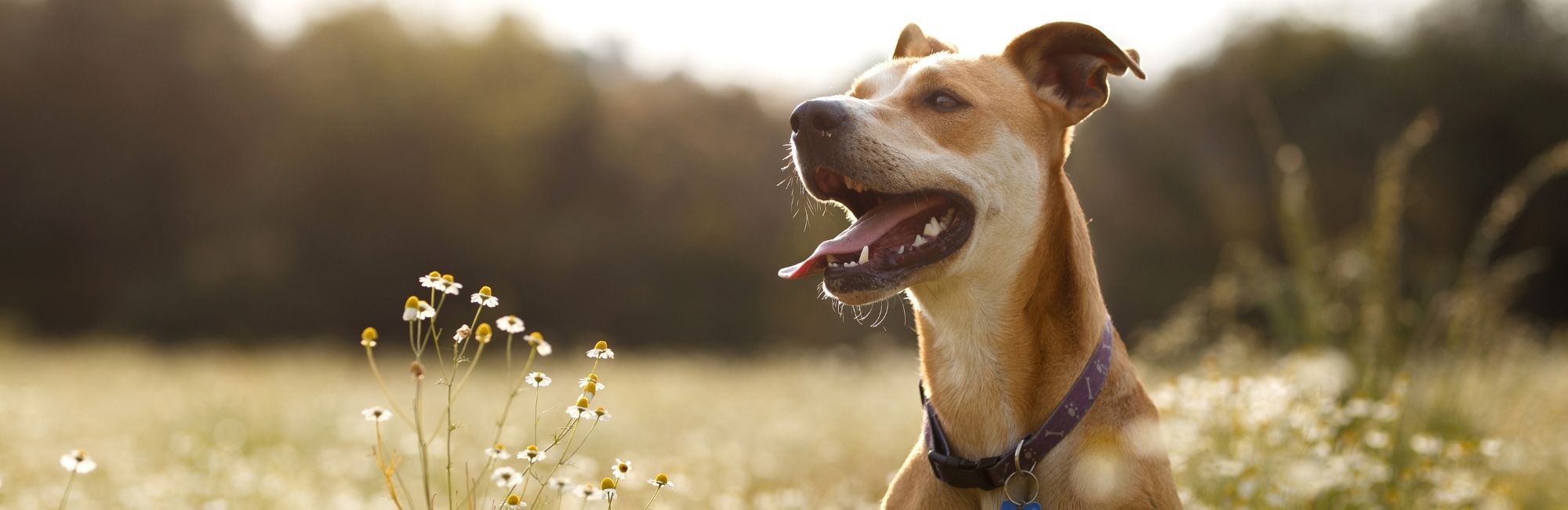 Veterinarian Reviews In Ozark, MO Divine Veterinary Clinic