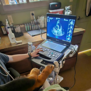 Pet Echocardiograms Pet Echocardiograms