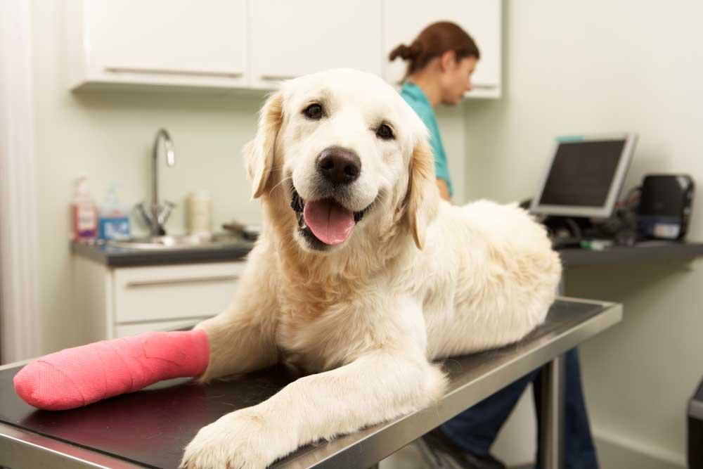 Golden retriever with bandaged front leg lying on a vet