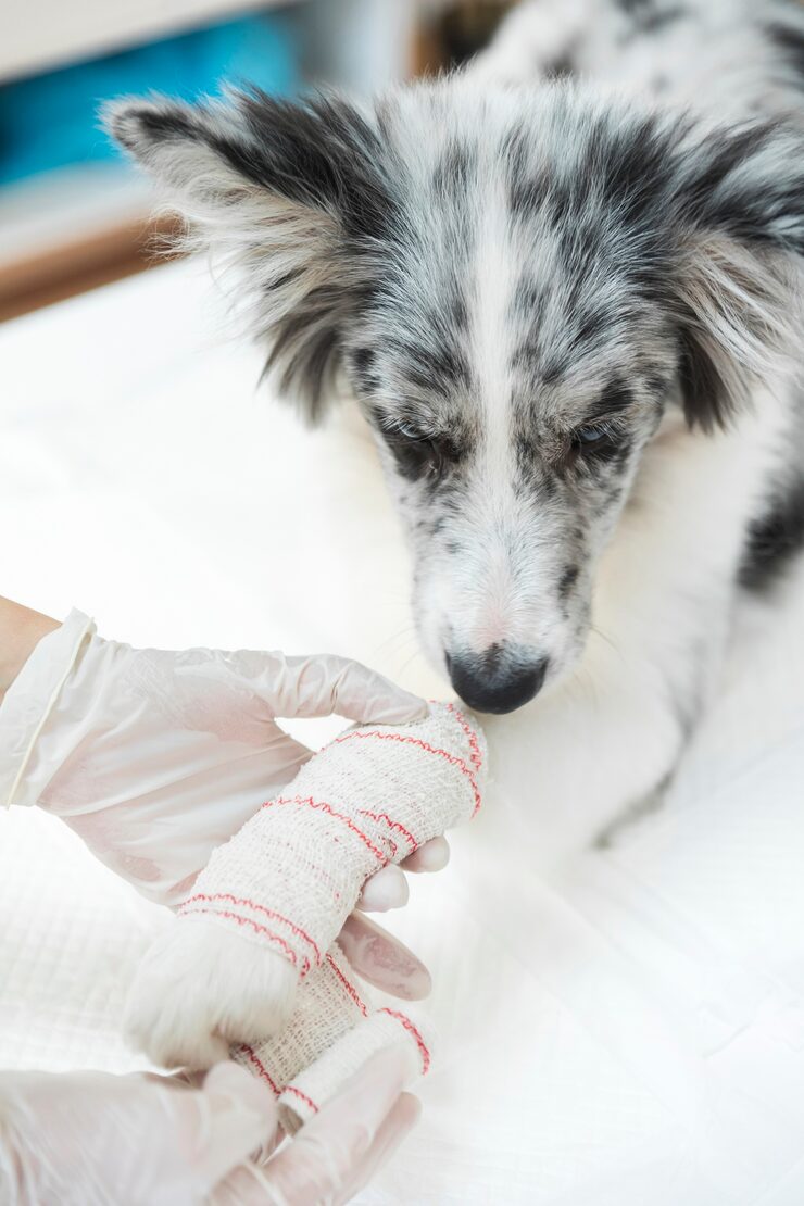 dog with bandaged its paw limb