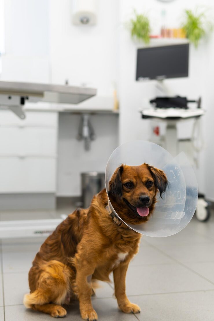 dog with cone collar its head