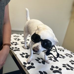 Dog receiving veterinary laser therapy at Divine Veterinary Clinic in Ozark, Missouri